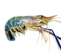 fresh-water-shrimp-thumb