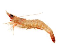 pink-shrimp-thumb