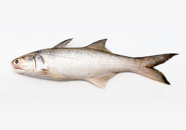 Fish | East West Seafoods Sdn Bhd